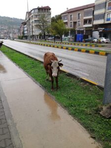 İlçede başıboş gezen hayvanlara yönelik denetim çalışmaları 